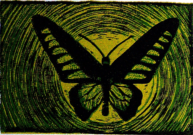 motyl noc
